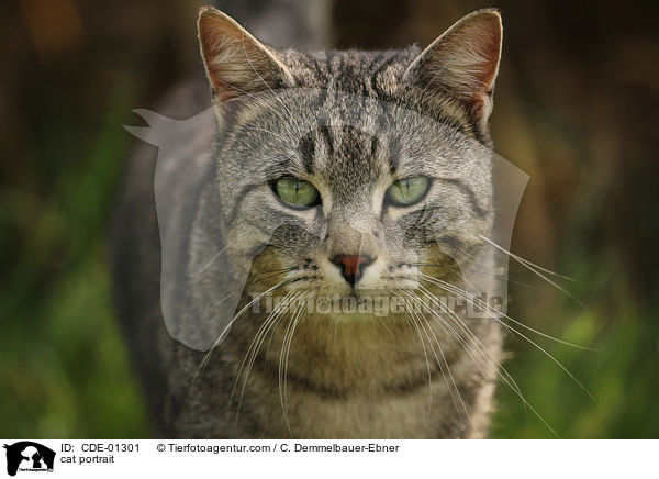 cat portrait / CDE-01301