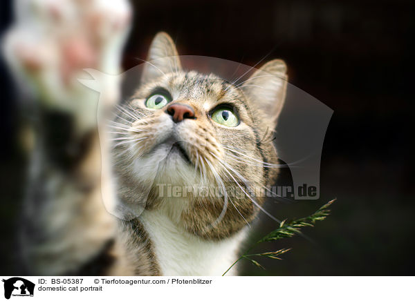 Hauskatze Portrait / domestic cat portrait / BS-05387