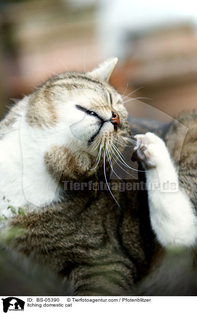 Hauskatze kratzt sich / itching domestic cat / BS-05390
