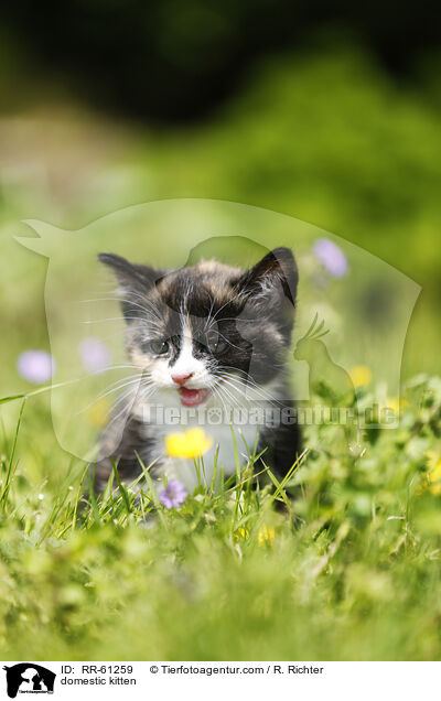 Hausktzchen / domestic kitten / RR-61259