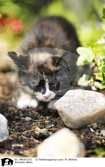 Hausktzchen / domestic kitten / RR-61272