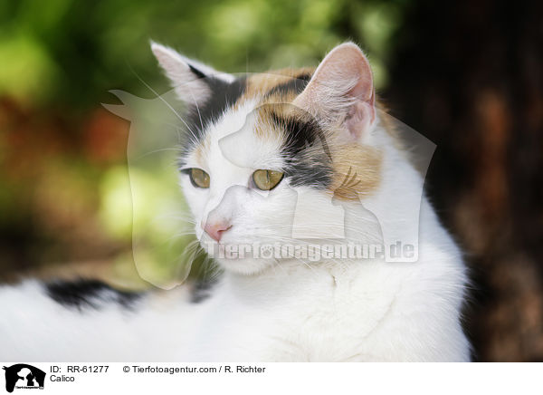 Glckskatze / Calico / RR-61277