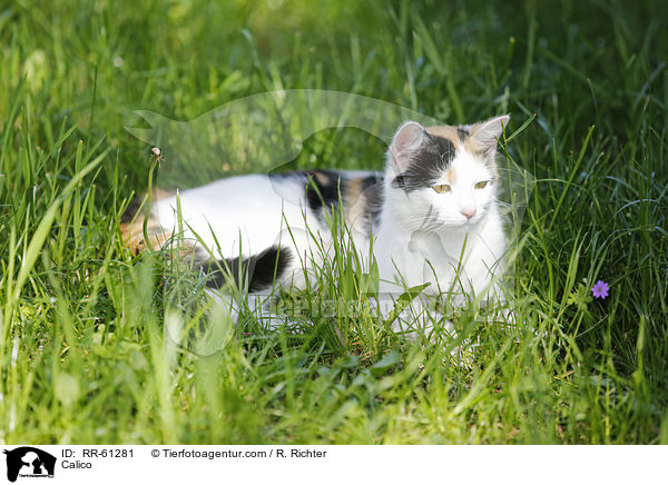 Glckskatze / Calico / RR-61281