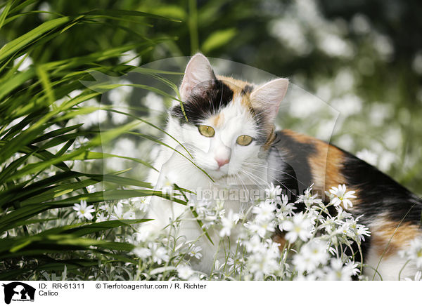 Calico / RR-61311