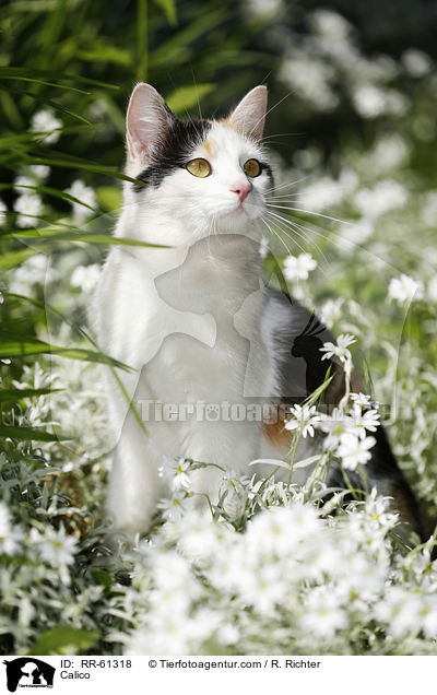 Calico / RR-61318