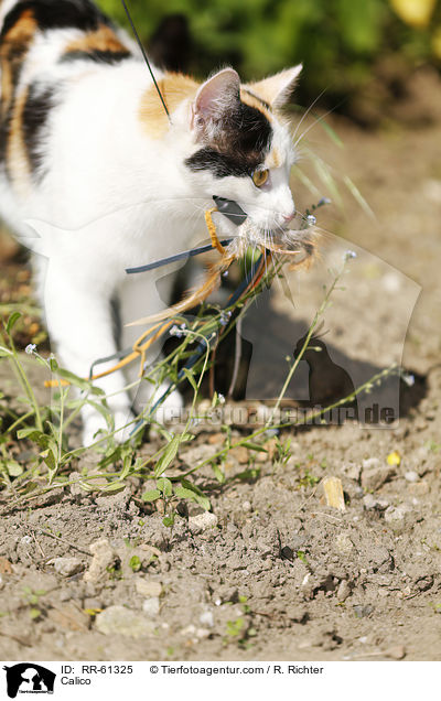 Calico / RR-61325