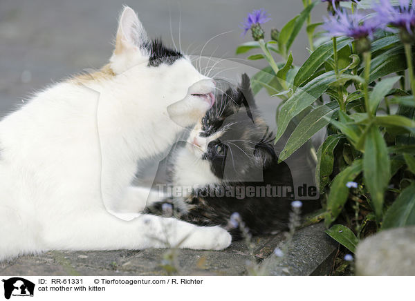 Katzenmutter mit Ktzchen / cat mother with kitten / RR-61331