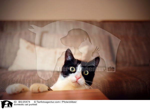 Hauskatze Portrait / domestic cat portrait / BS-05474