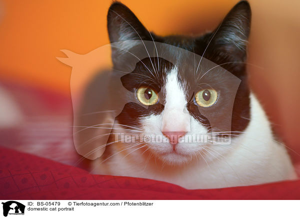 Hauskatze Portrait / domestic cat portrait / BS-05479