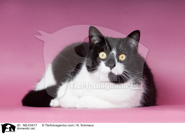 domestic cat / NS-03917