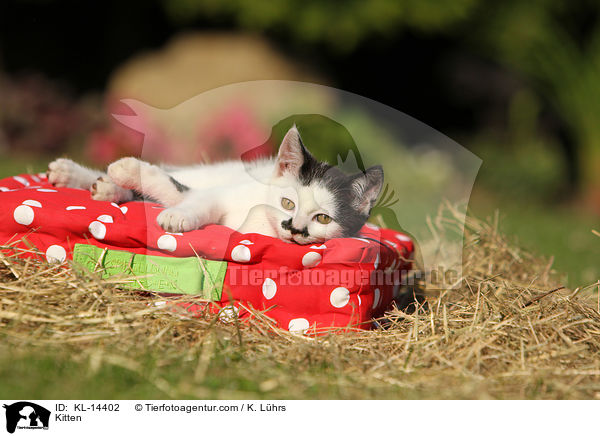 Ktzchen / Kitten / KL-14402