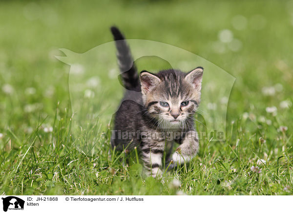 Ktzchen / kitten / JH-21868