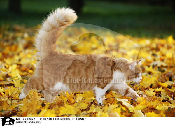 laufende Hauskatze / walking house cat / RR-63687
