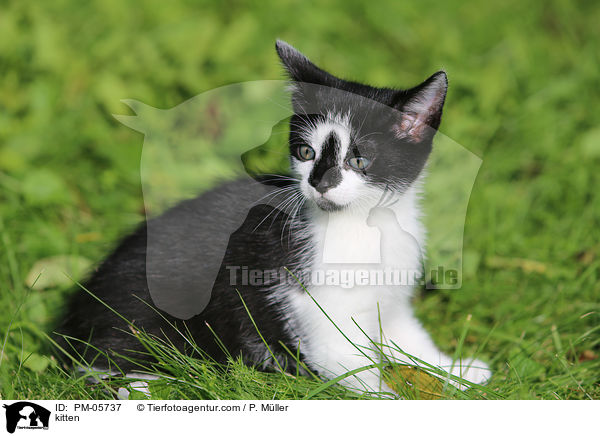 K�tzchen / kitten / PM-05737