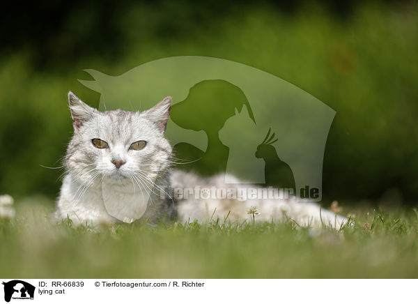 liegende Hauskatze / lying cat / RR-66839