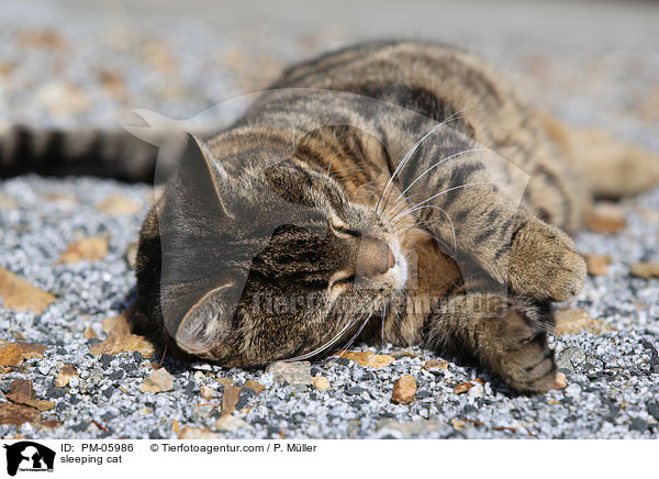 schlafende Hauskatze / sleeping cat / PM-05986