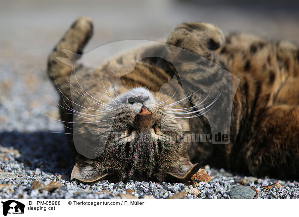 schlafende Hauskatze / sleeping cat / PM-05988