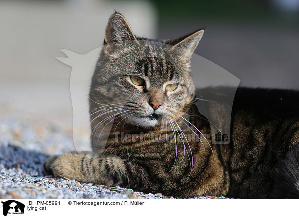 liegende Hauskatze / lying cat / PM-05991