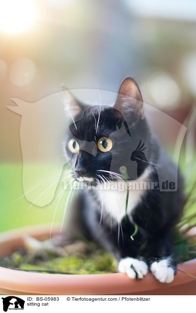 sitzende Hauskatze / sitting cat / BS-05983