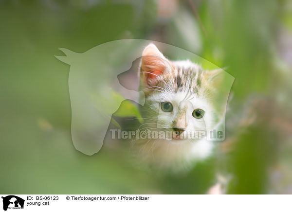 junge Katze / young cat / BS-06123