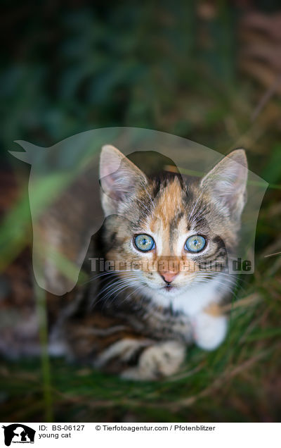 junge Katze / young cat / BS-06127
