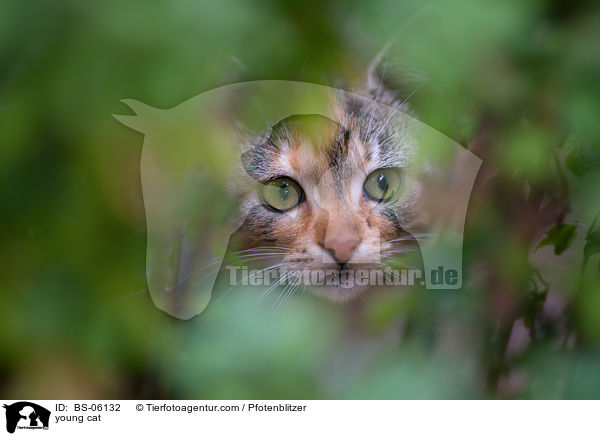 junge Katze / young cat / BS-06132