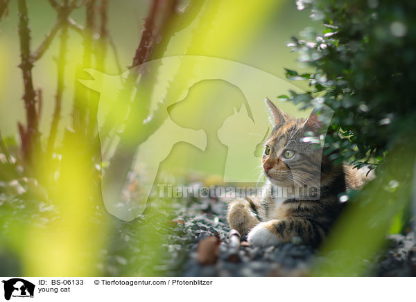 junge Katze / young cat / BS-06133