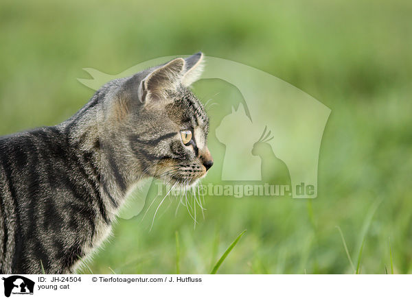 junge Hauskatze / young cat / JH-24504