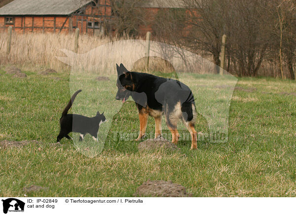 cat and dog / IP-02849