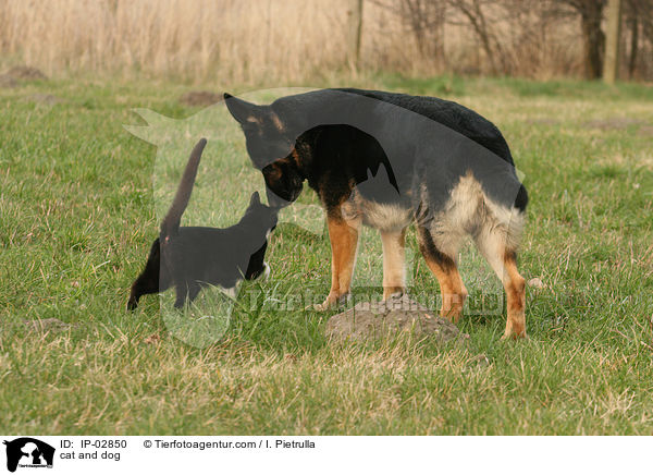 Hund und Katze / cat and dog / IP-02850