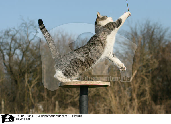 spielende Hauskatze / playing cat / IP-02864