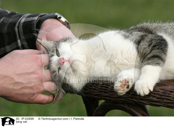 liegende Hauskatze / lying cat / IP-02896