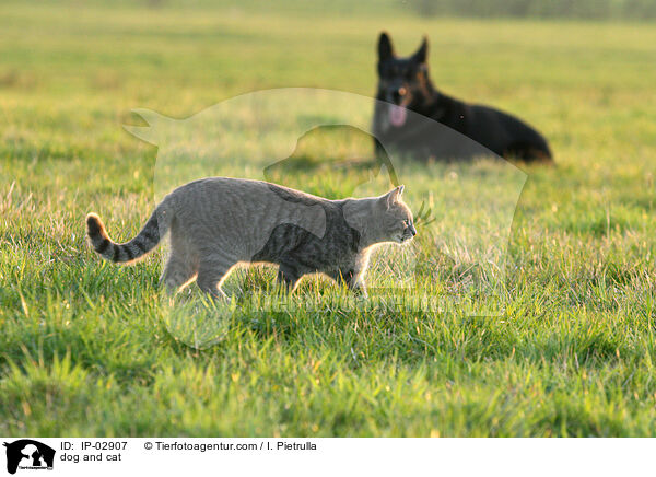 Hund und Katze / dog and cat / IP-02907