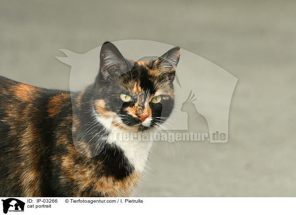 Hauskatze Portrait / cat portrait / IP-03266