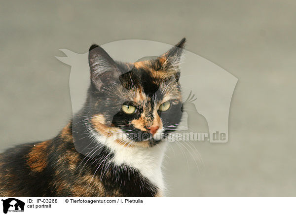 Hauskatze Portrait / cat portrait / IP-03268