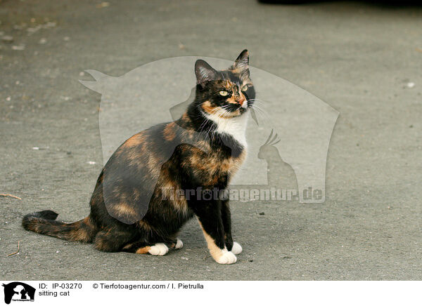 sitzender Hauskatze / sitting cat / IP-03270