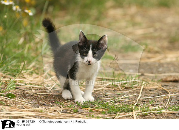 junge Katze / young cat / IP-03720