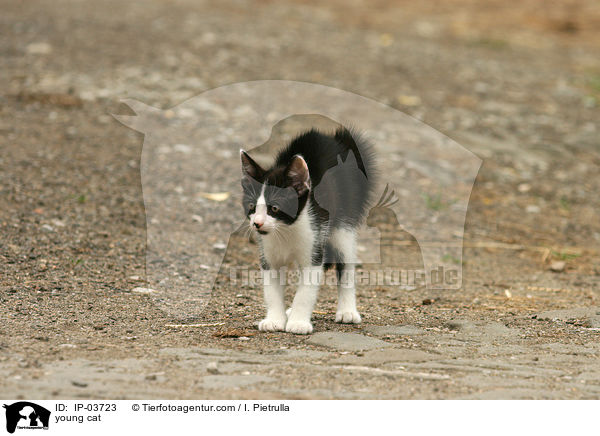 junge Katze / young cat / IP-03723