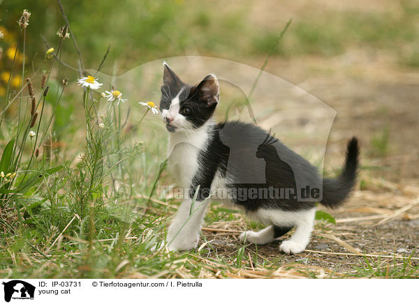 junge Katze / young cat / IP-03731