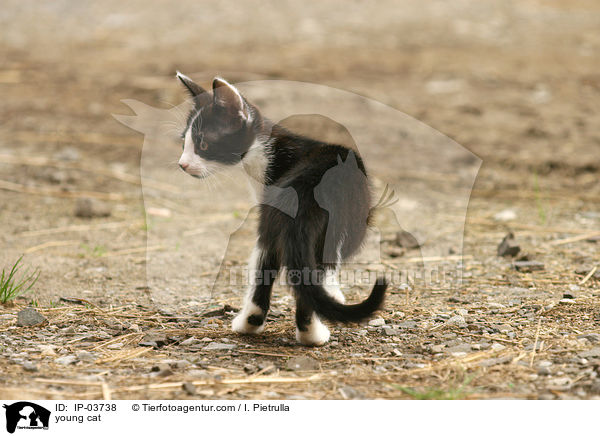 junge Katze / young cat / IP-03738
