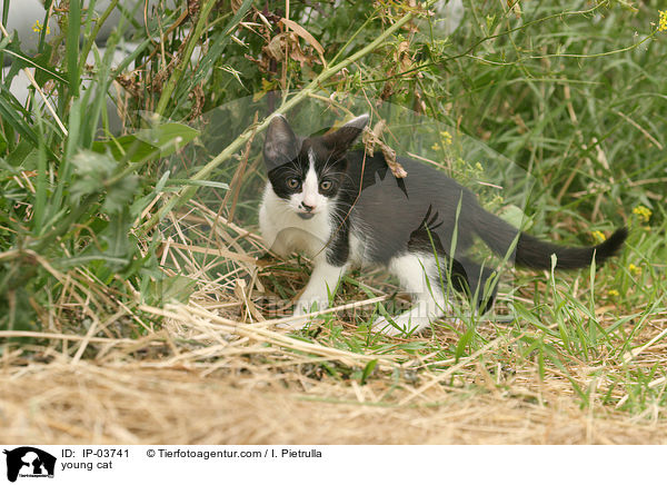 junge Katze / young cat / IP-03741