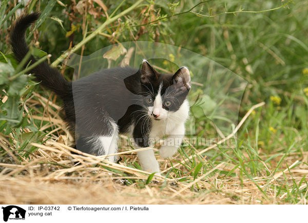 junge Katze / young cat / IP-03742