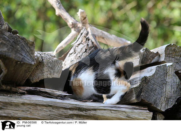 junge Hauskatze / young cat / PM-06586