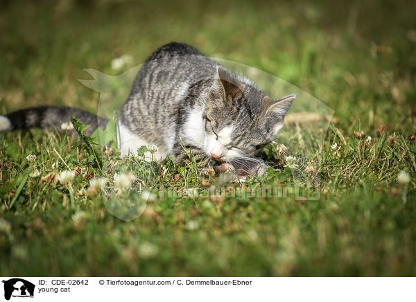 junge Katze / young cat / CDE-02642