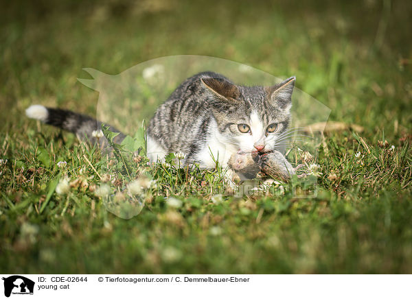 junge Katze / young cat / CDE-02644