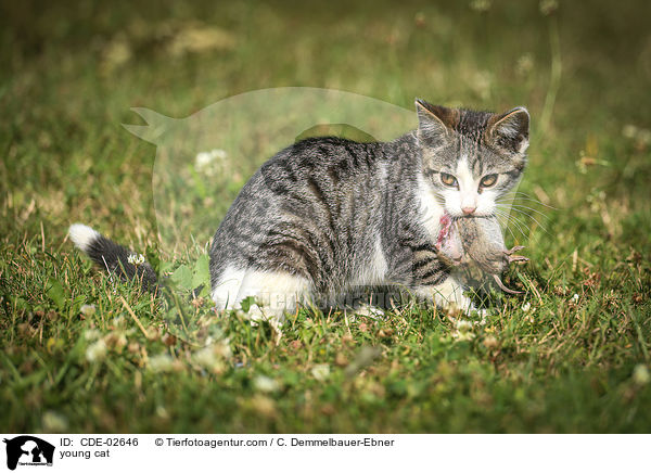 junge Katze / young cat / CDE-02646