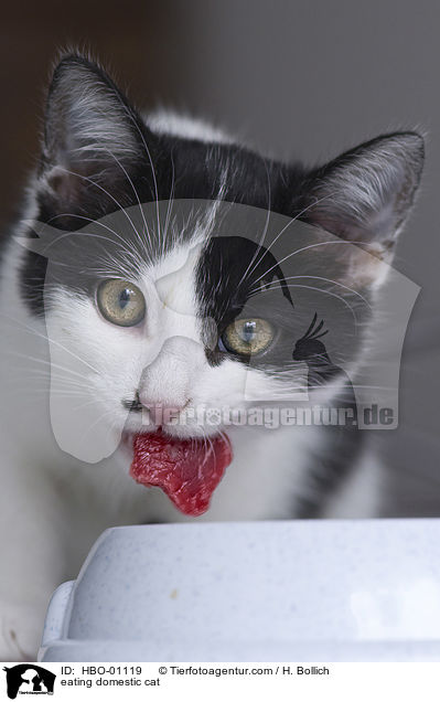 fressende Hauskatze / eating domestic cat / HBO-01119