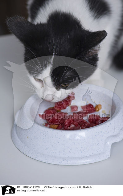 fressende Hauskatze / eating domestic cat / HBO-01120