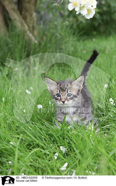 Hauskatze Ktzchen / house cat kitten / HBO-02009