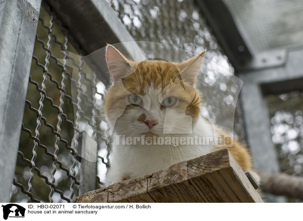 Hauskatze im Tierheim / house cat in animal sanctuary / HBO-02071